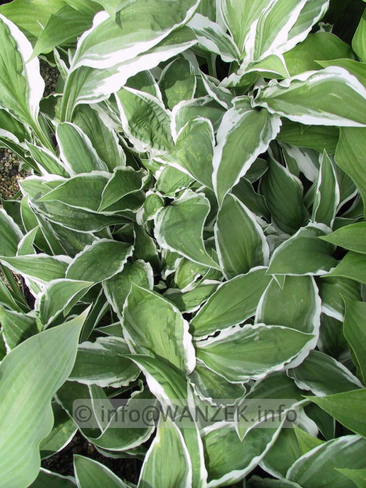 Hosta Hybride Ginko Craig 06.jpg